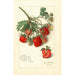 Fragaria Mrs - Amanda Almira Newton — artwork view