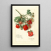 Fragaria Mrs - Amanda Almira Newton — framed artwork on a wall