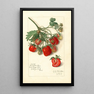Fragaria Mrs - Amanda Almira Newton — framed artwork on a wall