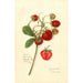 Fragaria Ohio Bay - Amanda Almira Newton | Painting Source: Tableau Fragaria Ohio Bay - Amanda Almira Newton — artwork view