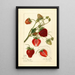 Reproduction of the painting Fragaria Pearl - Amanda Almira Newton | Painting
