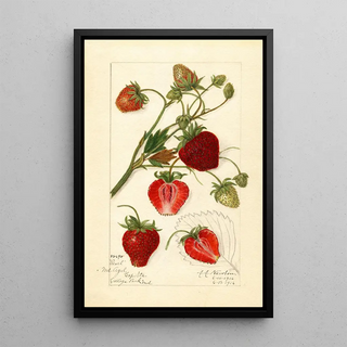 Reproduction of the painting Fragaria Pearl - Amanda Almira Newton | Painting