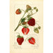 Reproduction of the painting Fragaria Pearl - Amanda Almira Newton | Painting