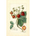 Fragaria Saunders - Amanda Almira Newton — artwork view