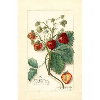 Fragaria Saunders - Amanda Almira Newton — artwork view