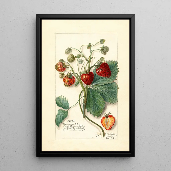 Fragaria Saunders - Amanda Almira Newton — framed artwork on a wall