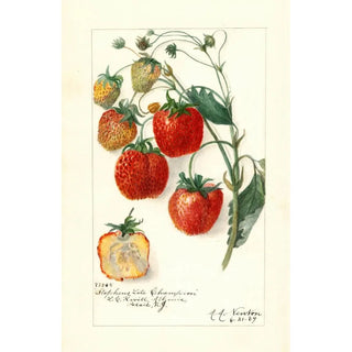 Fragaria Stephens Late Champion - Amanda Almira Newton — artwork view
