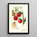 Fragaria Stephens Late Champion - Amanda Almira Newton — framed artwork on a wall