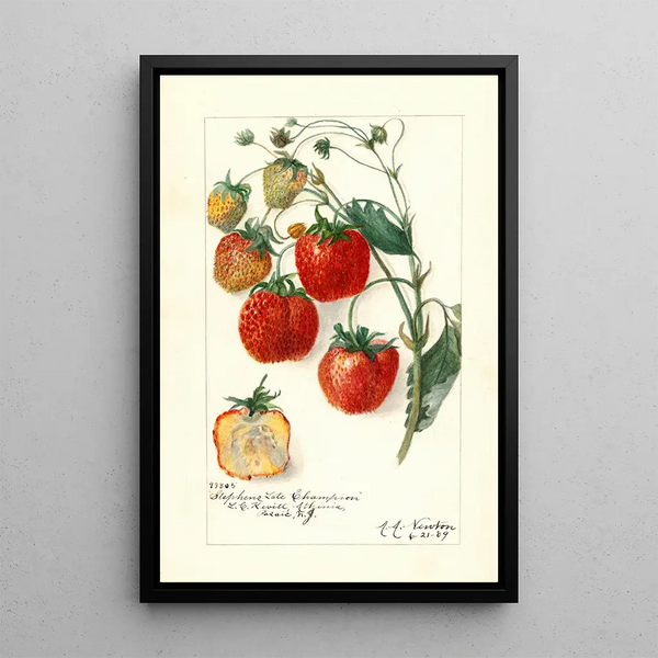 Fragaria Stephens Late Champion - Amanda Almira Newton — framed artwork on a wall