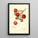Reproduction of the painting Fragaria Superb - Amanda Almira Newton