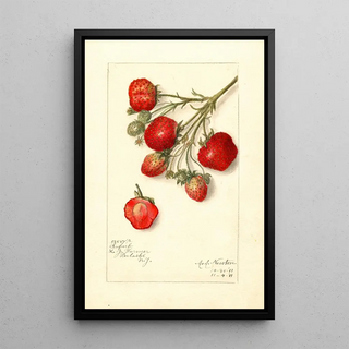 Reproduction of the painting Fragaria Superb - Amanda Almira Newton