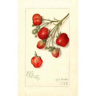 Reproduction of the painting Fragaria Superb - Amanda Almira Newton