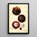 Reproduction of the painting Garcinia mangostana - Amanda Almira Newton