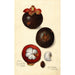 Reproduction of the painting Garcinia mangostana - Amanda Almira Newton