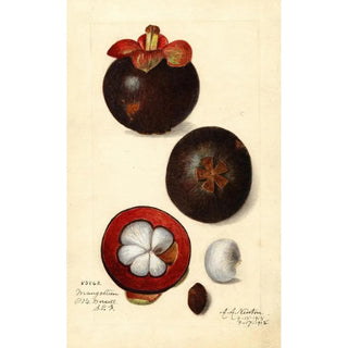 Reproduction of the painting Garcinia mangostana - Amanda Almira Newton