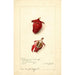 Hibiscus sabdariffa Roselle - Amanda Almira Newton — artwork view