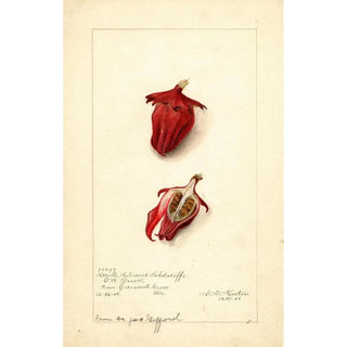 Hibiscus sabdariffa Roselle - Amanda Almira Newton — artwork view