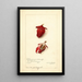 Hibiscus sabdariffa Roselle - Amanda Almira Newton — framed artwork on a wall