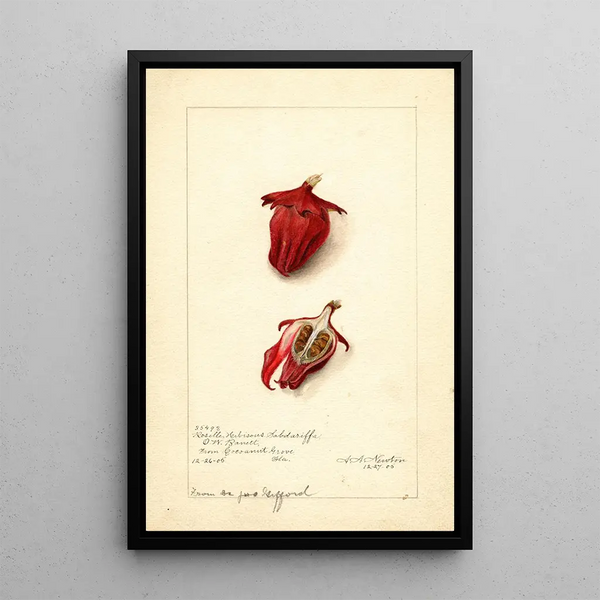 Hibiscus sabdariffa Roselle - Amanda Almira Newton — framed artwork on a wall