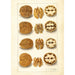 Juglans - Amanda Almira Newton — artwork view
