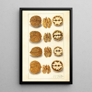 Juglans - Amanda Almira Newton — framed artwork on a wall