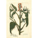 Juglans ailantifolia - Amanda Almira Newton — artwork view