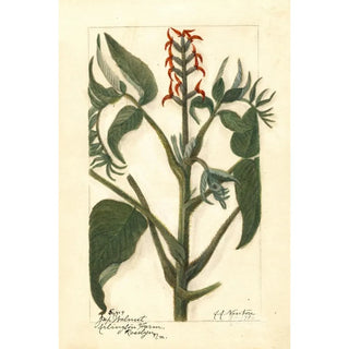 Juglans ailantifolia - Amanda Almira Newton — artwork view