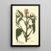 Juglans ailantifolia - Amanda Almira Newton — framed artwork on a wall