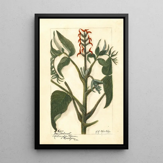 Juglans ailantifolia - Amanda Almira Newton — framed artwork on a wall