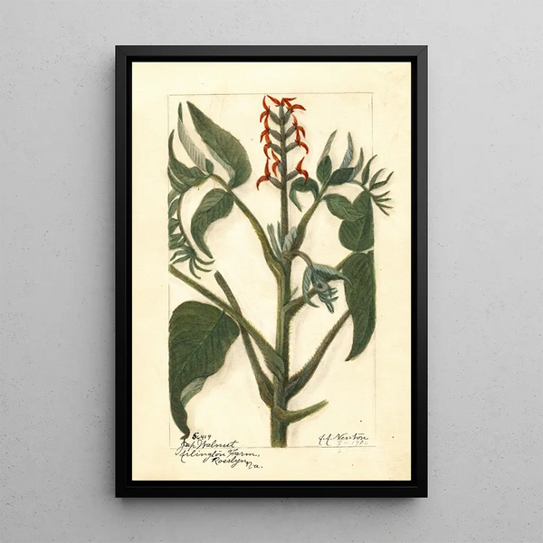 Juglans ailantifolia - Amanda Almira Newton — framed artwork on a wall