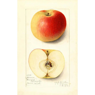 Malus domestica Banana - Amanda Almira Newton — artwork view