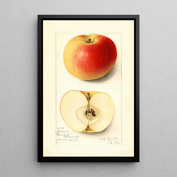 Malus domestica Banana - Amanda Almira Newton — framed artwork on a wall