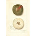 Malus domestica Ben Cap - Amanda Almira Newton — artwork view