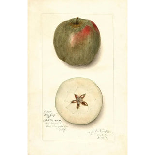 Malus domestica Ben Cap - Amanda Almira Newton — artwork view