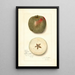 Malus domestica Ben Cap - Amanda Almira Newton — framed artwork on a wall