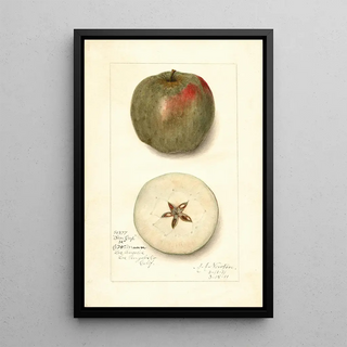 Malus domestica Ben Cap - Amanda Almira Newton — framed artwork on a wall