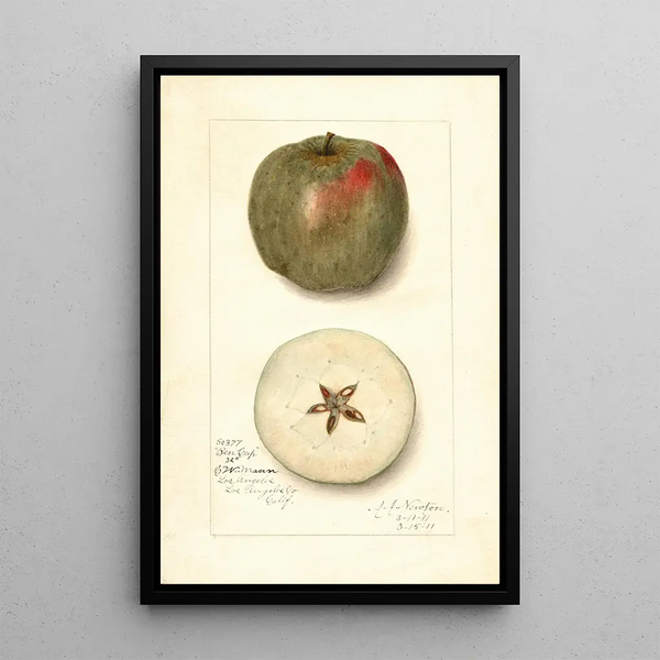Malus domestica Ben Cap - Amanda Almira Newton — framed artwork on a wall