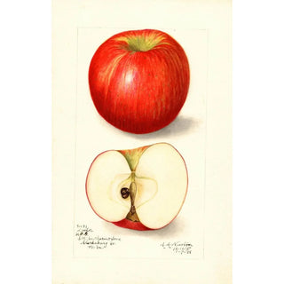 Malus domestica Doctor - Amanda Almira Newton — artwork view