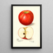 Malus domestica Doctor - Amanda Almira Newton — framed artwork on a wall