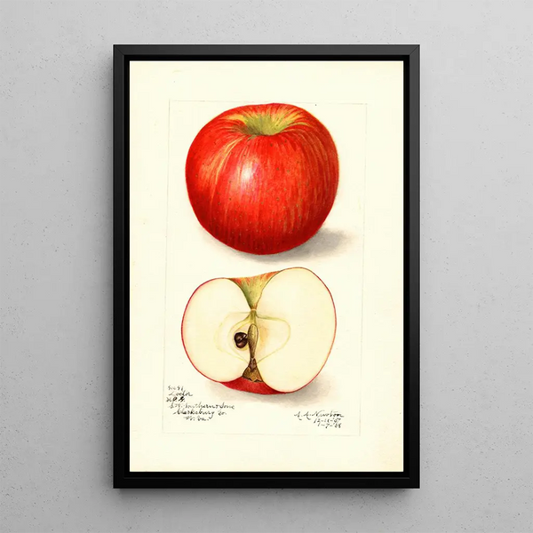 Malus domestica Doctor - Amanda Almira Newton — framed artwork on a wall