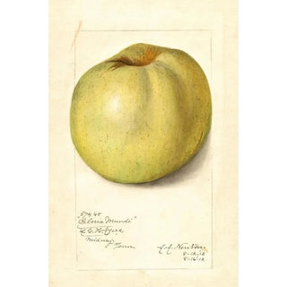 Malus domestica Gloria Mundi - Amanda Almira Newton — artwork view
