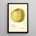 Malus domestica Gloria Mundi - Amanda Almira Newton — framed artwork on a wall