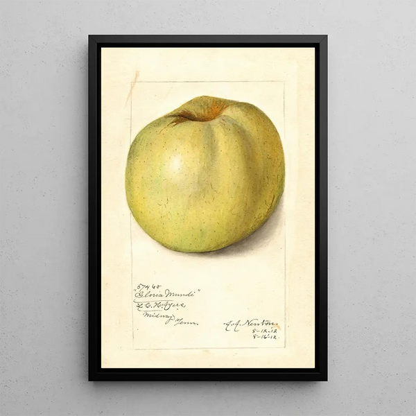 Malus domestica Gloria Mundi - Amanda Almira Newton — framed artwork on a wall
