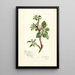 Reproduction of the painting Malus domestica Jonathan - Amanda Almira Newton