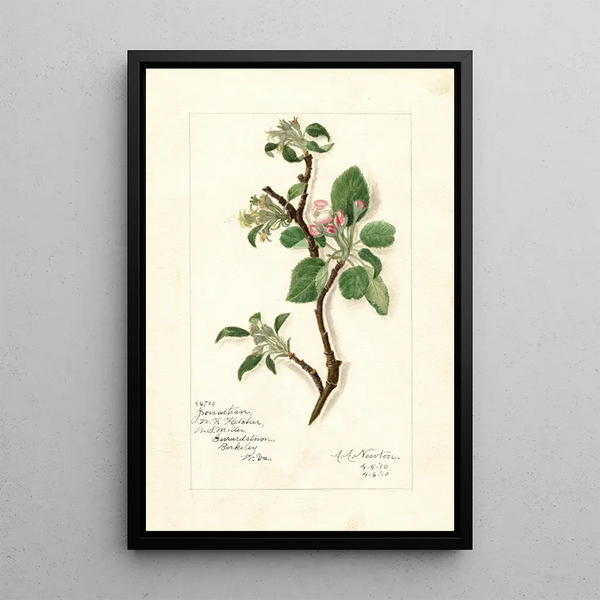 Reproduction of the painting Malus domestica Jonathan - Amanda Almira Newton