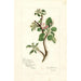 Reproduction of the painting Malus domestica Jonathan - Amanda Almira Newton