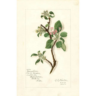 Reproduction of the painting Malus domestica Jonathan - Amanda Almira Newton
