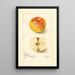 Reproduction of the painting Malus domestica Lady Blush - Amanda Almira Newton | Painting