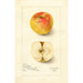 Reproduction of the painting Malus domestica Lady Blush - Amanda Almira Newton | Painting