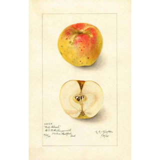Reproduction of the painting Malus domestica Lady Blush - Amanda Almira Newton | Painting